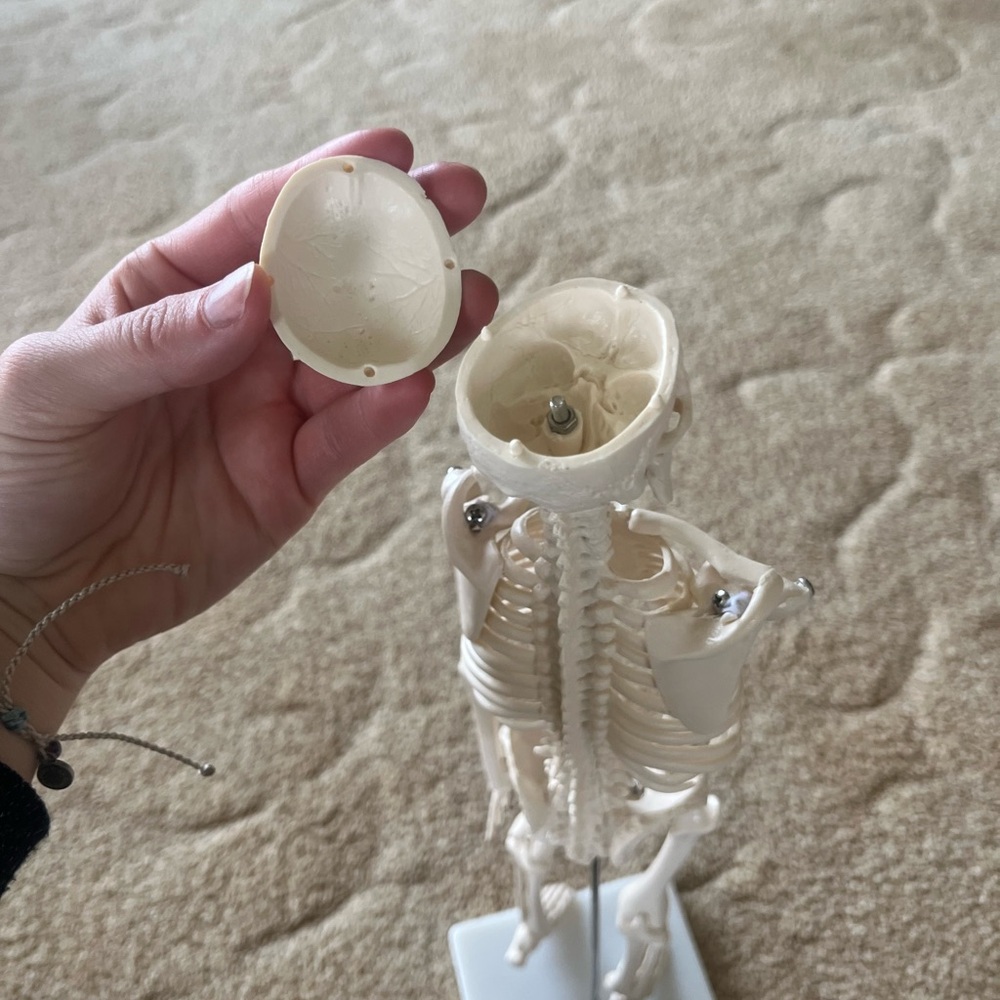 Anatomical Mini Human Skeleton Model — Cream Educational Display - Picture 8 of 9